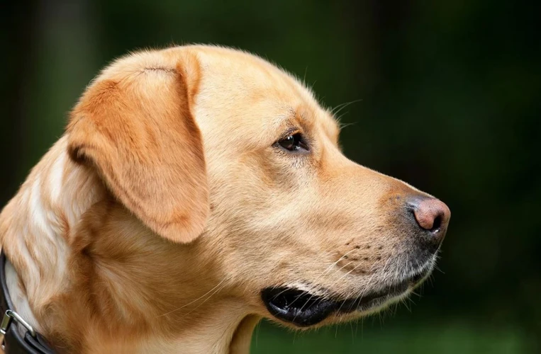 Betydningen Av Å Drømme Om Hunden Sin