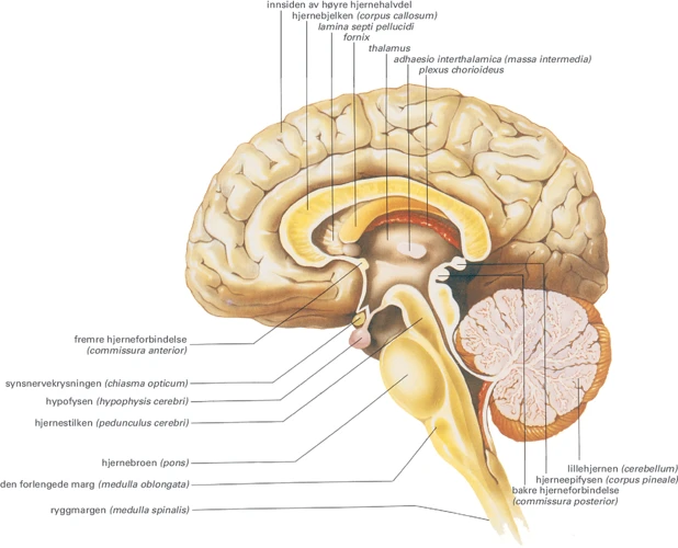 Drømmenes Funksjon I Hjernen