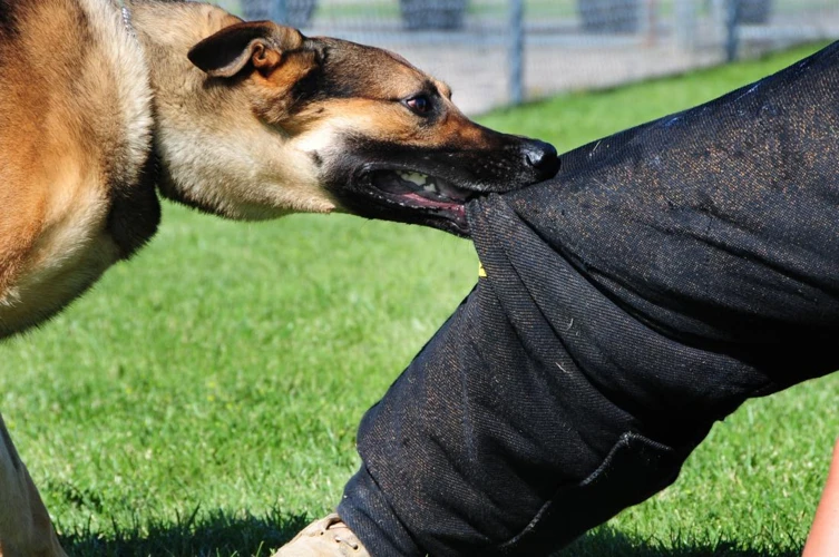 Hva Betyr En Hund Som Varsler I En Drøm?