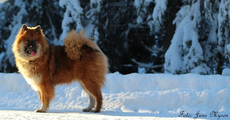 Hva Kan Du Gjøre Etter Å Ha Drømt Om En Hund Som Varsler?