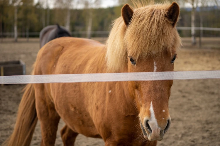 Skadde Eller Syke Hester