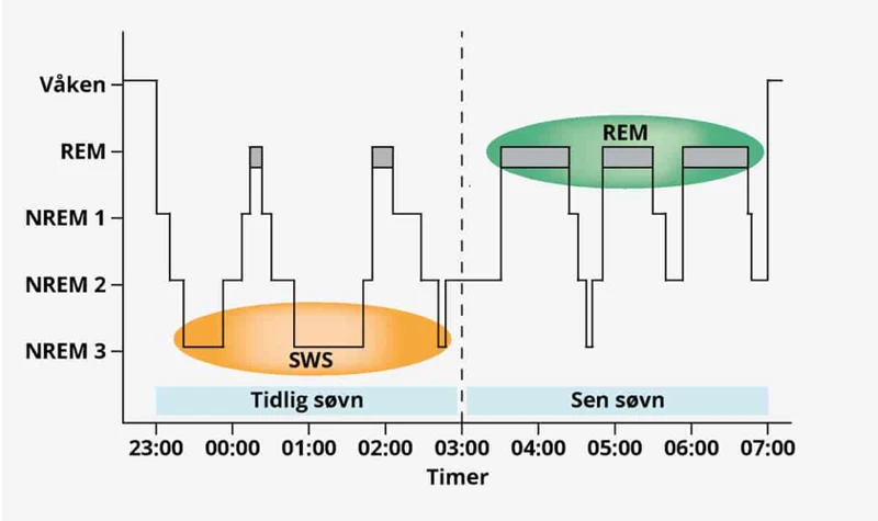 Stadier Av Søvn